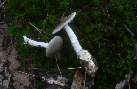 Grauer Scheidenstreifling (Amanita vaginata) - © Gerhard Koller Grauer Scheidenstreifling (Amanita vaginata) - © Gerhard Koller